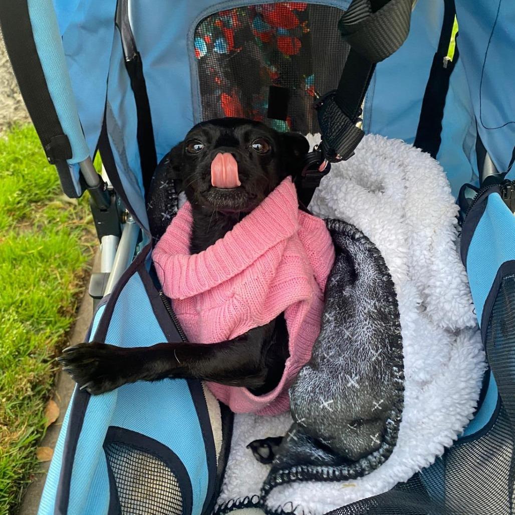 Nadine, Adoptable, Adult Female Chihuahua.