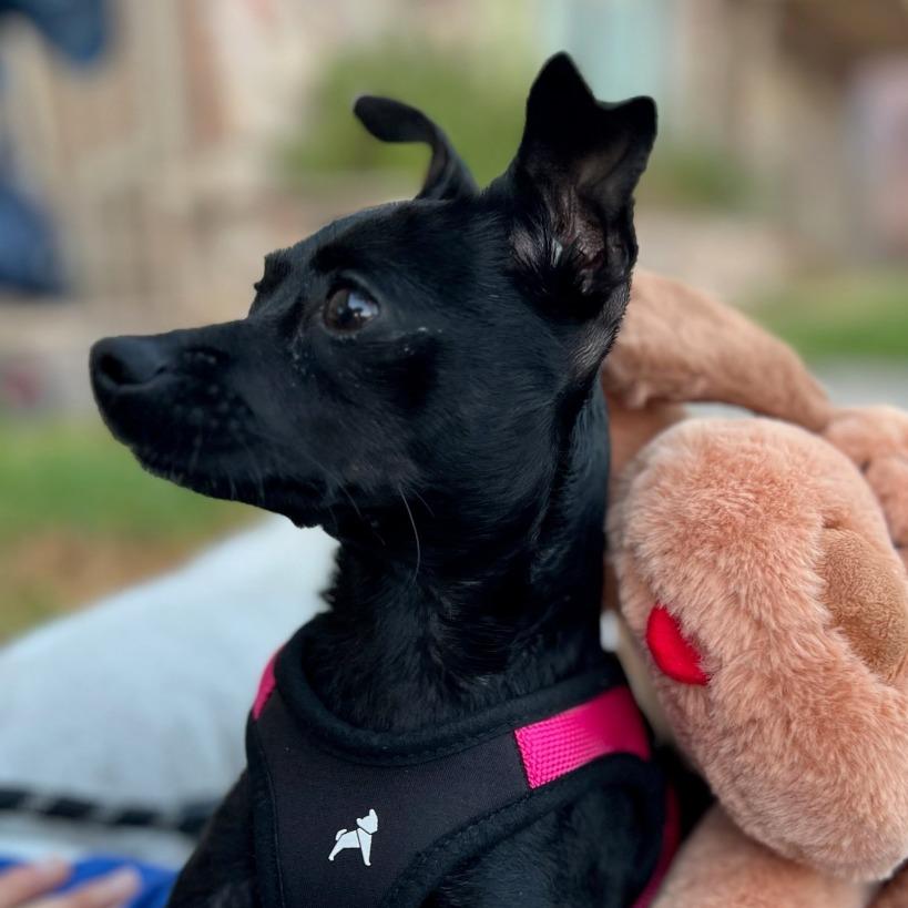 Nadine, Adoptable, Adult Female Chihuahua.
