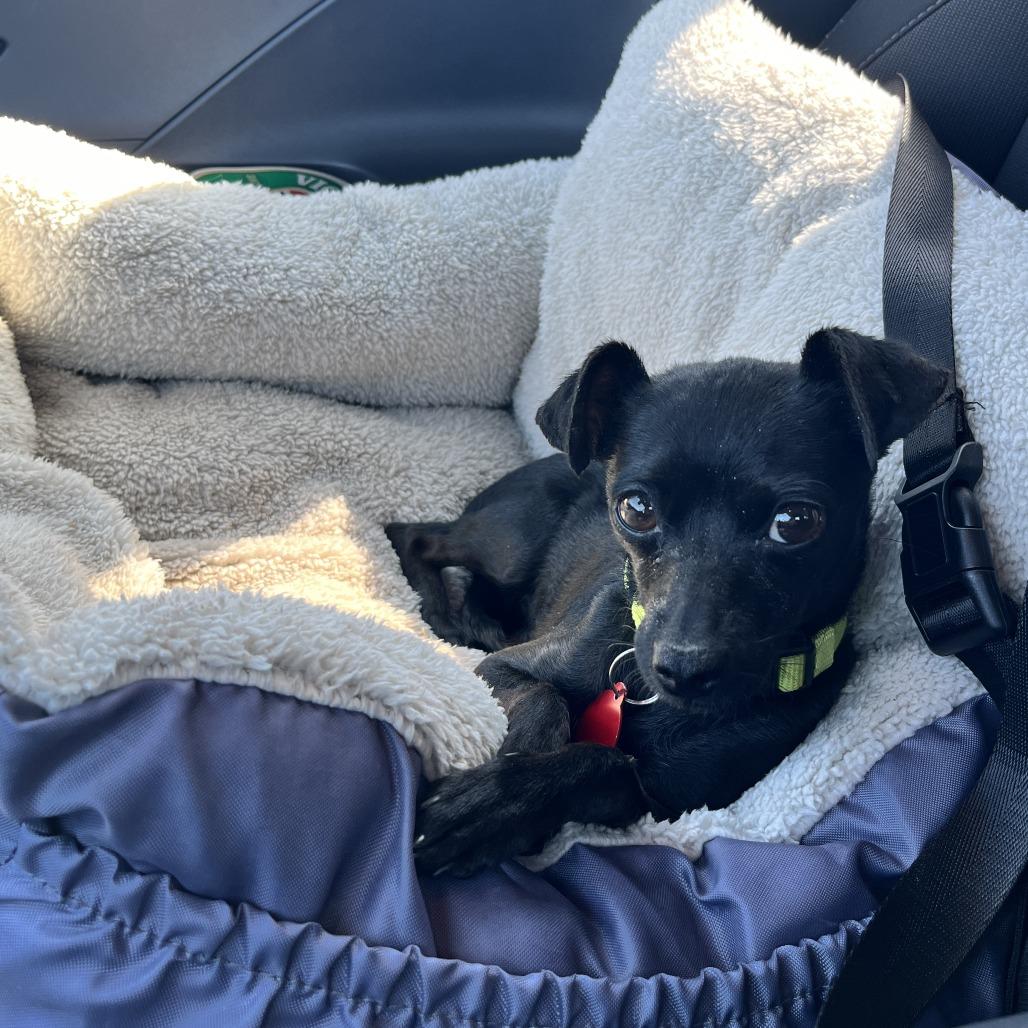 Nadine, a Adoptable Chihuahua in Nowata, OK image 3/6
