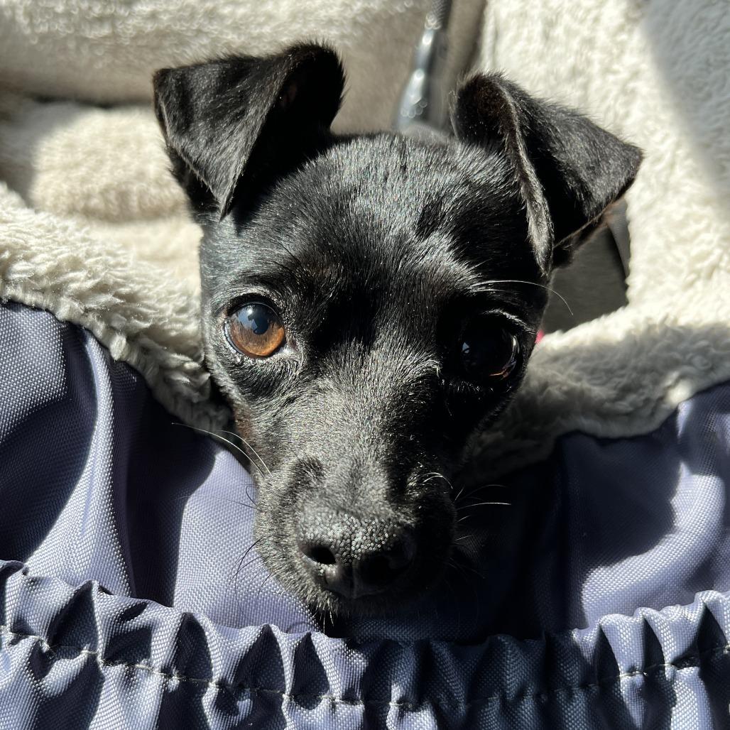 Enlarge Nadine, a Adoptable Chihuahua in Nowata, OK image 5/6