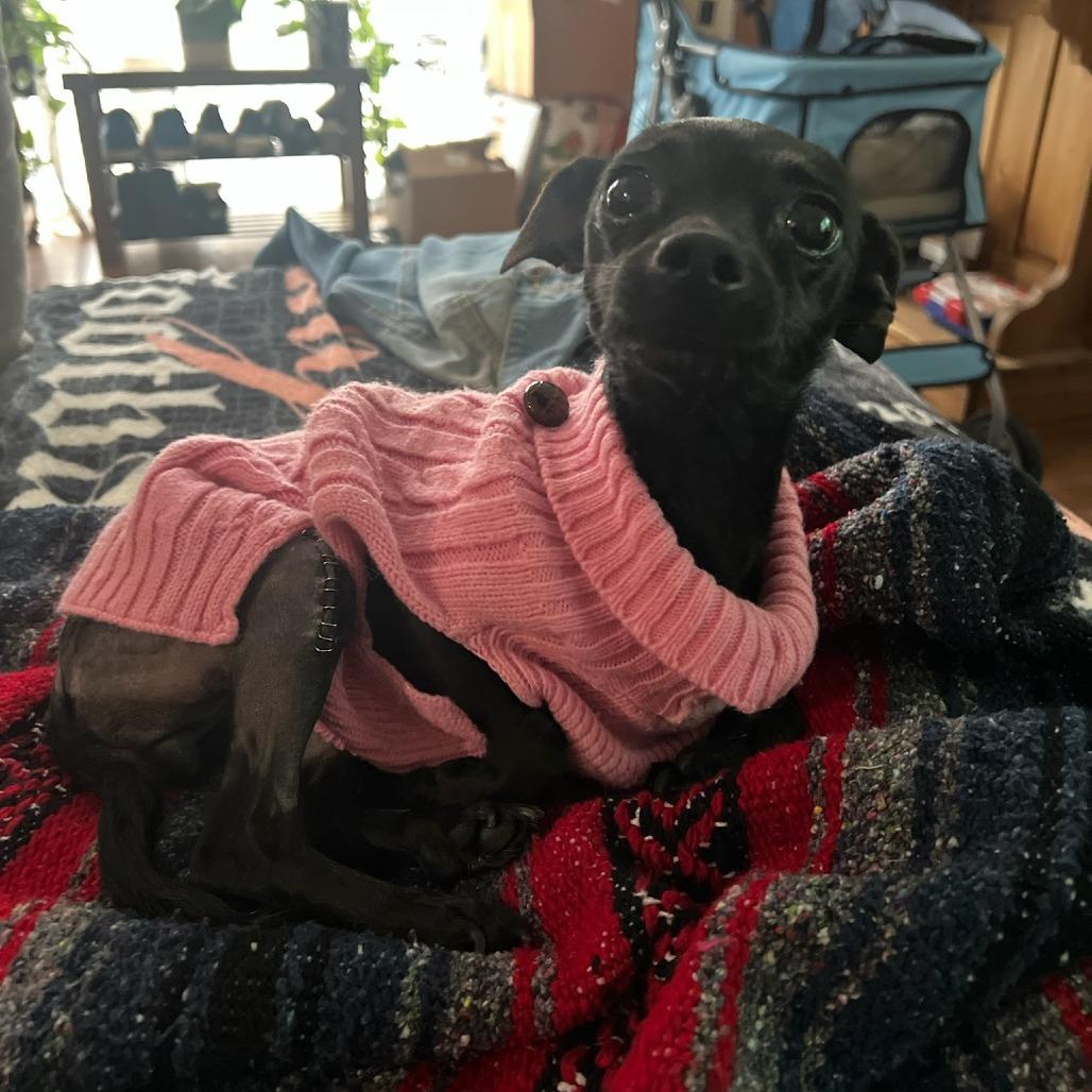 Nadine, a Adoptable Chihuahua in Nowata, OK image 5/6