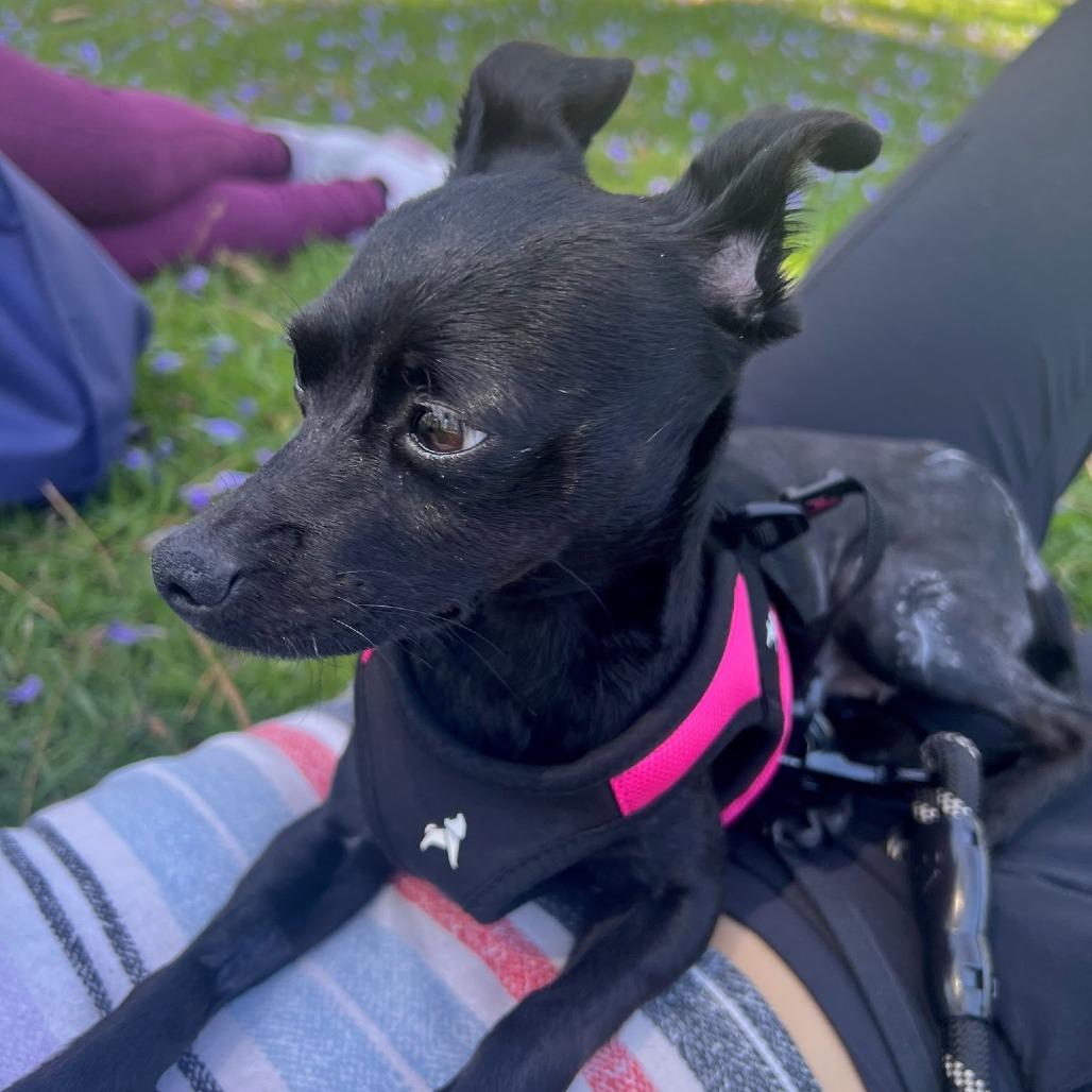 Nadine, a Adoptable Chihuahua in Nowata, OK image 6/6