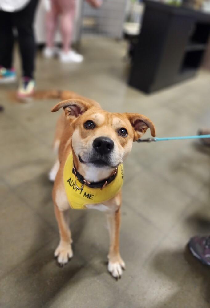 Enlarge Ivy, a Adoptable mixed breed in Washington, DC image 1/6