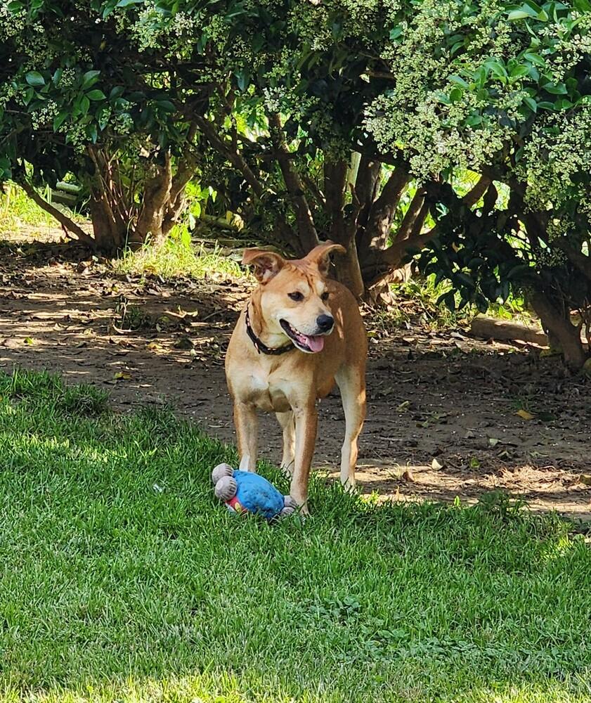Enlarge Ivy, a Adoptable mixed breed in Washington, DC image 2/6