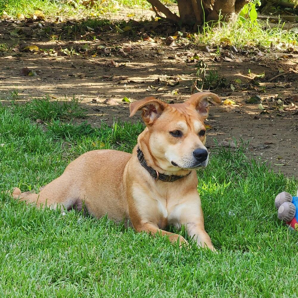 Enlarge Ivy, a Adoptable mixed breed in Washington, DC image 3/6