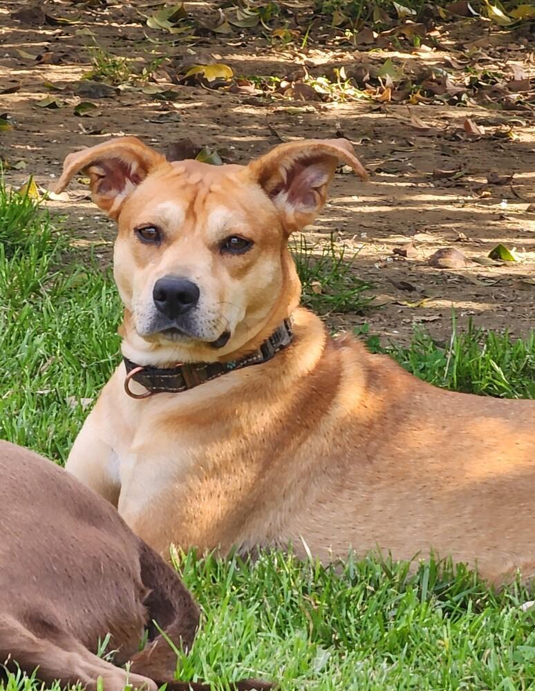 Enlarge Ivy, a Adoptable mixed breed in Washington, DC image 4/6