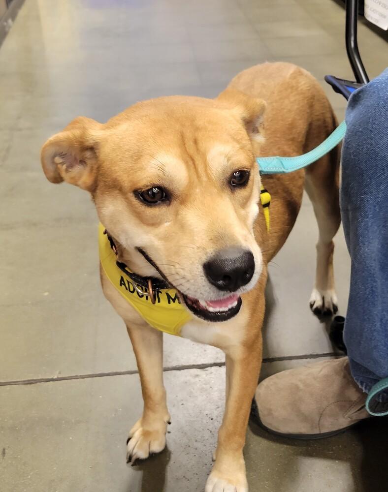 Enlarge Ivy, a Adoptable mixed breed in Washington, DC image 5/6