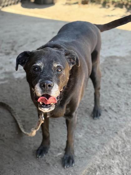 Ms.Betty, Adoptable, Adult Female Mixed Breed & Mixed Breed.
