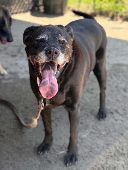 Ms.Betty, a Adoptable mixed breed in Savannah, GA image 2/2