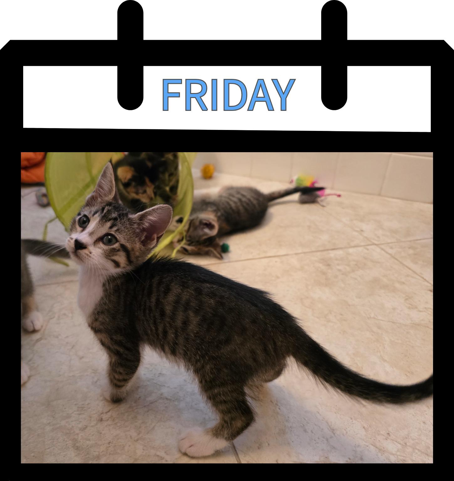 Enlarge Friday, a Adoptable Domestic Short Hair in Newberg, OR image 1/1
