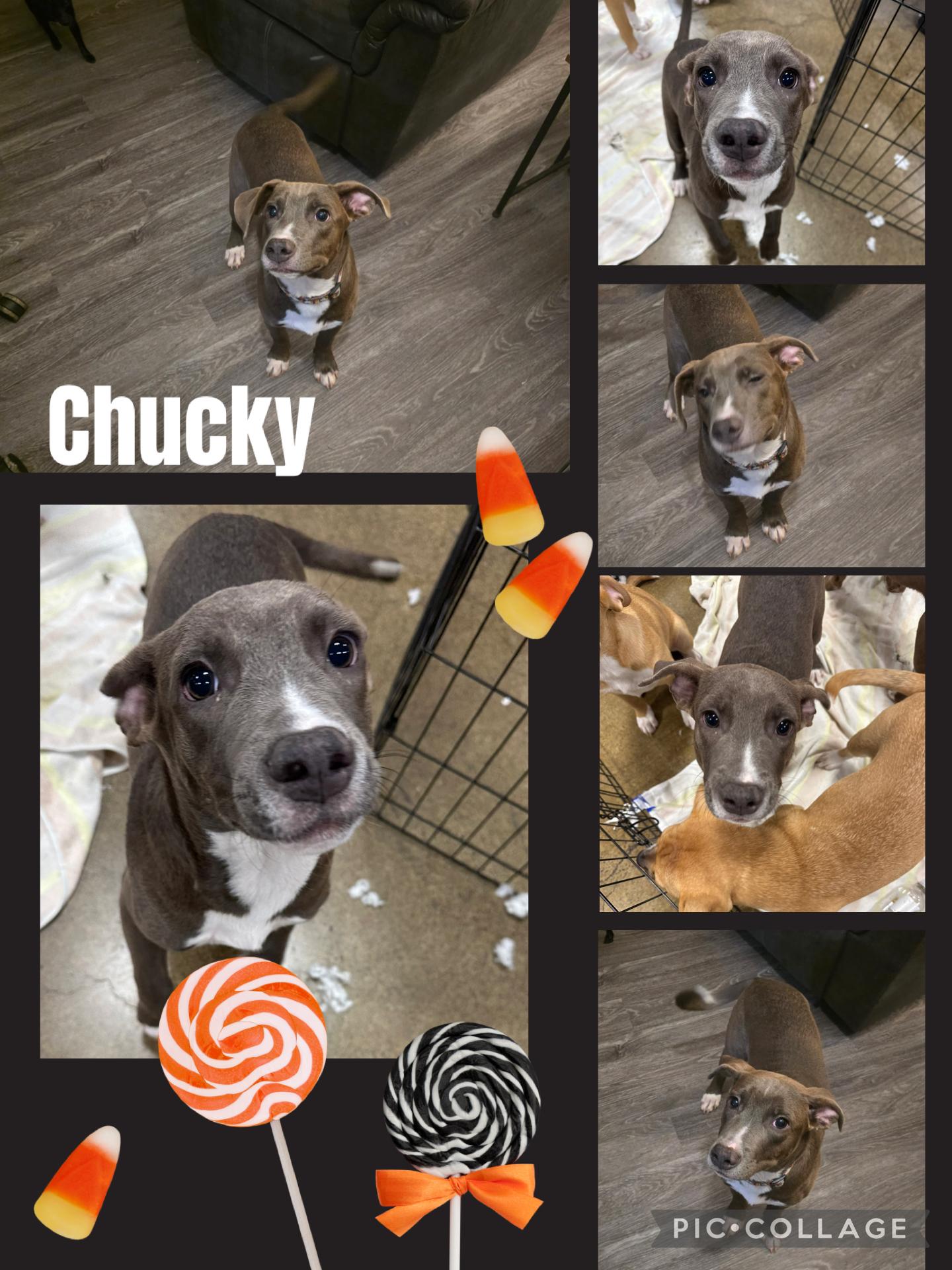 Chucky, an adoptable Terrier in Eugene, OR, 97404 | Photo Image 1