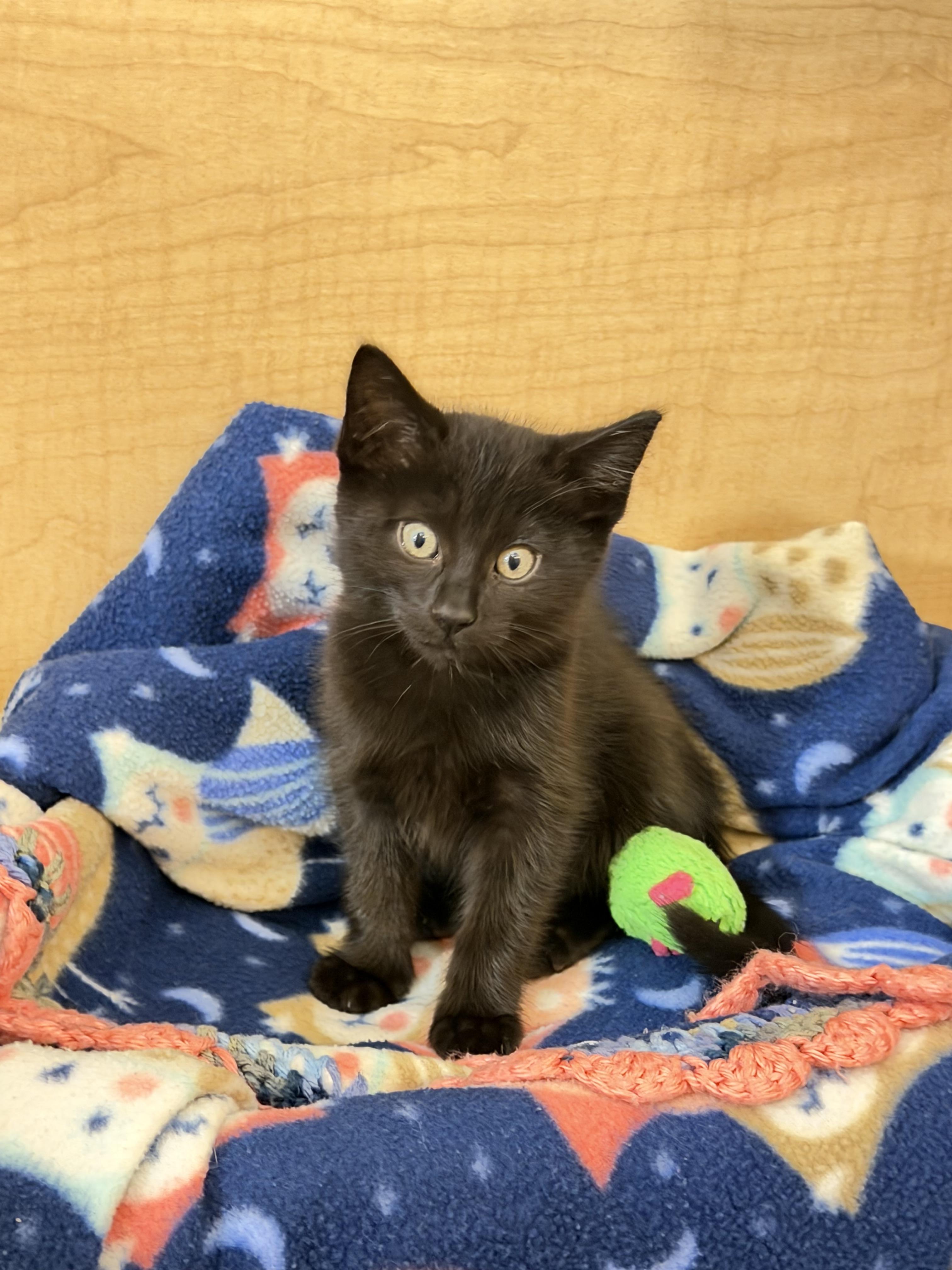 Enlarge Aurora (green collar), a Adopted mixed breed in Dixon, CA image 1/4