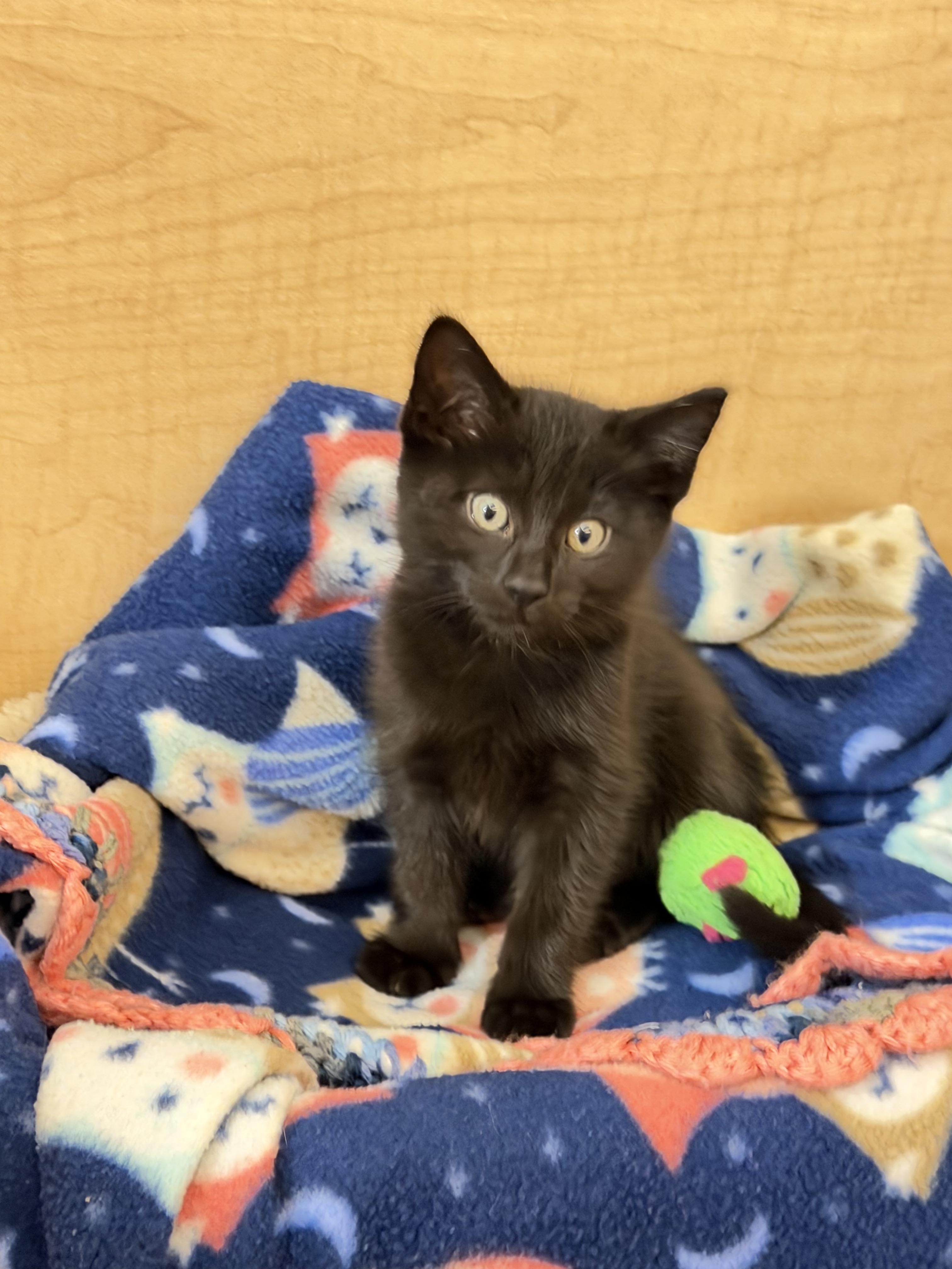 Enlarge Aurora (green collar), a Adopted mixed breed in Dixon, CA image 2/4