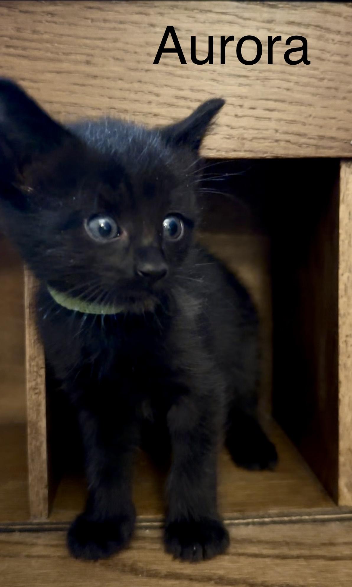 Enlarge Aurora (green collar), a Adopted mixed breed in Dixon, CA image 3/4