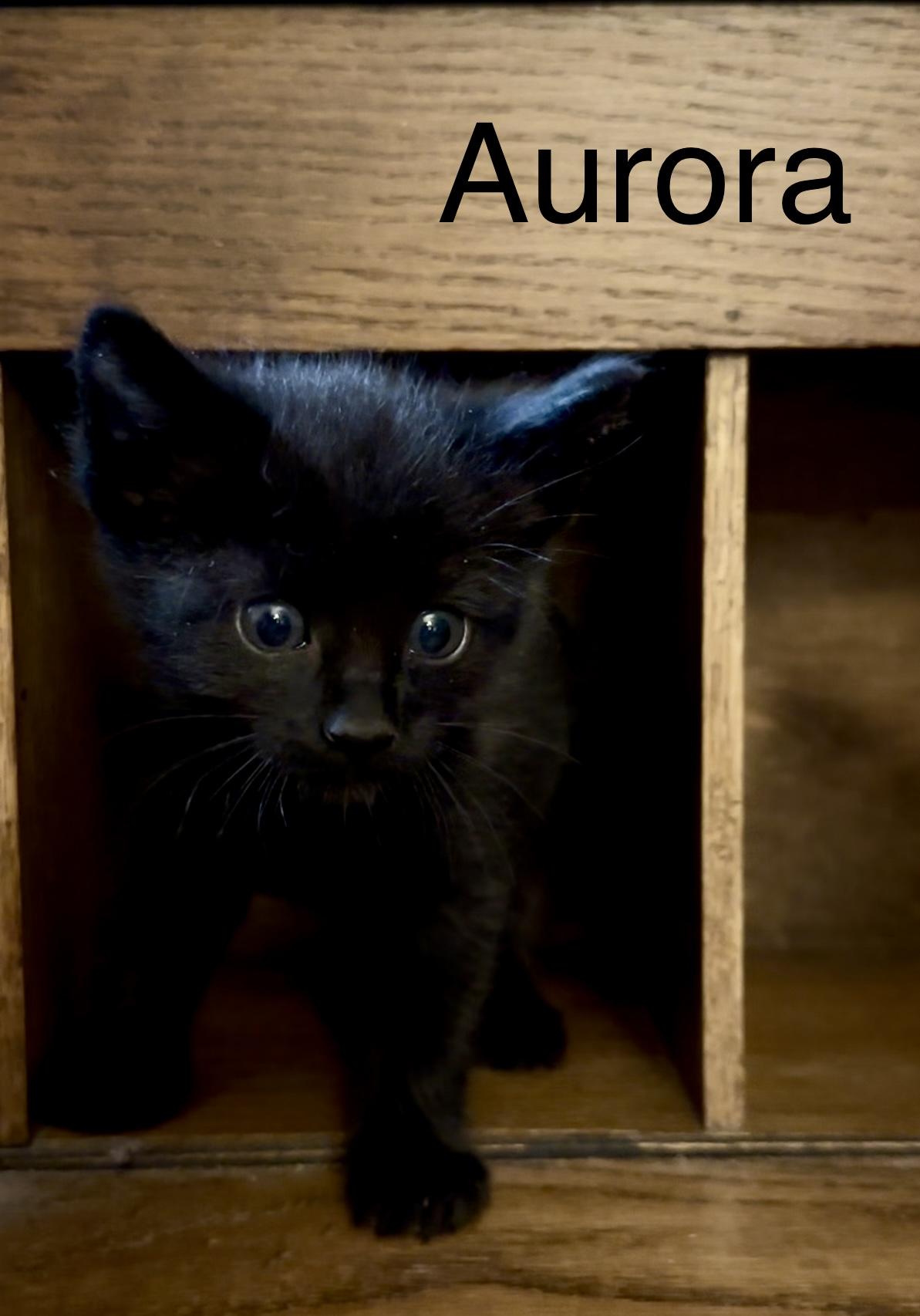 Enlarge Aurora (green collar), a Adopted mixed breed in Dixon, CA image 4/4