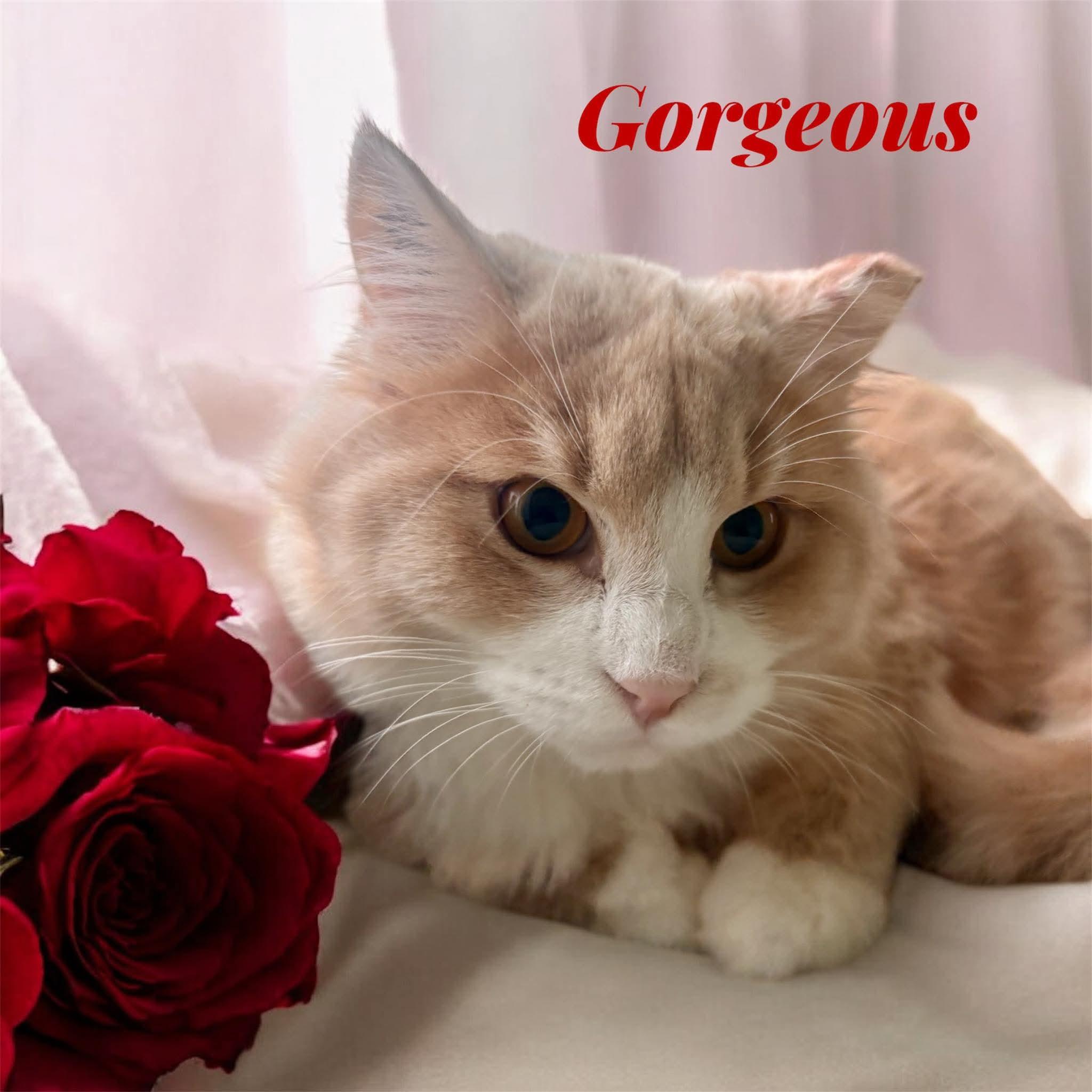 Gorgeous, ADOPTABLE, Young Male Domestic Short Hair.