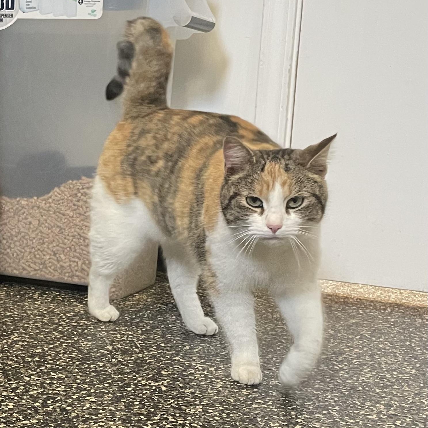 Chrissy, adopted, Adult Female Domestic Short Hair.