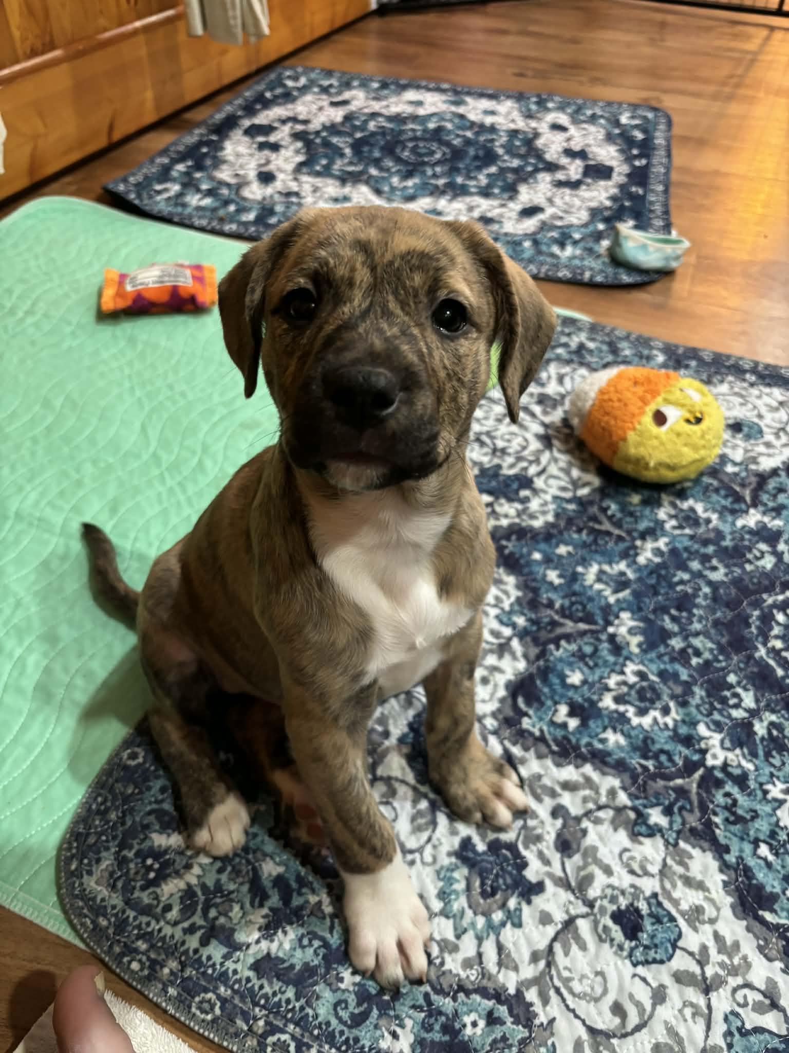 Paisley, a Adoptable mixed breed in Mechanicsburg, PA image 1/3