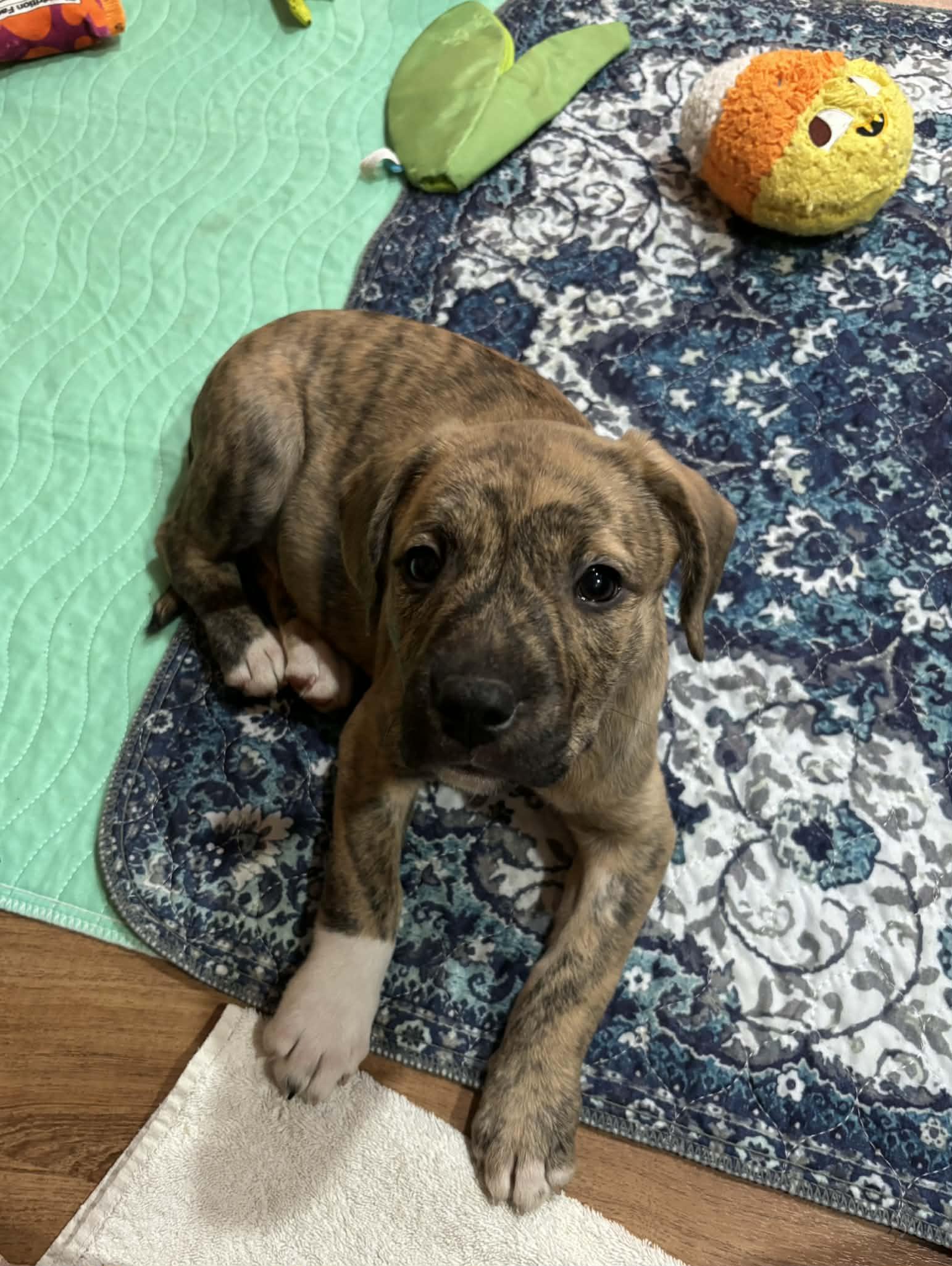 Paisley, a Adoptable mixed breed in Mechanicsburg, PA image 2/3