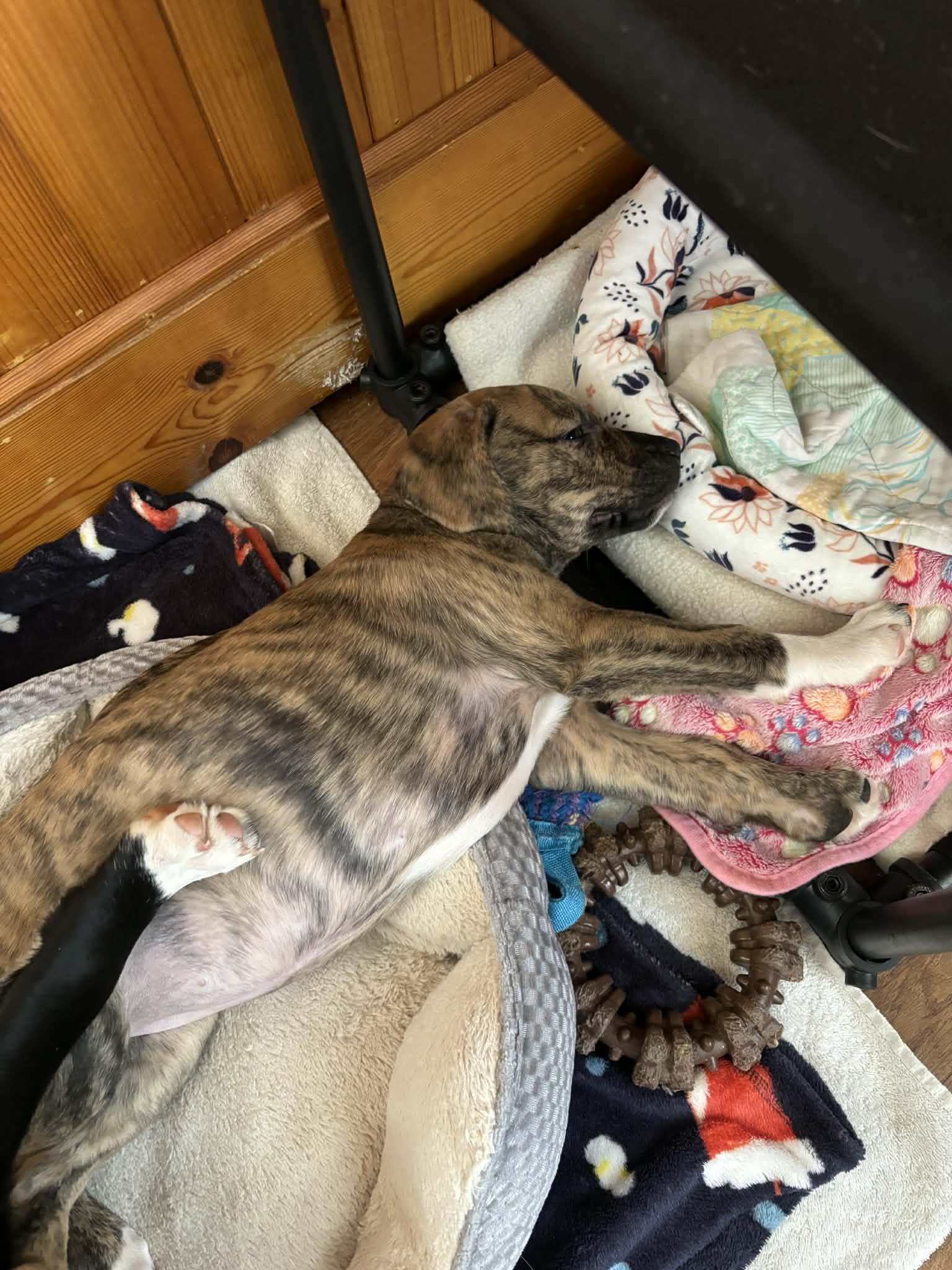 Paisley, a Adoptable mixed breed in Mechanicsburg, PA image 3/3