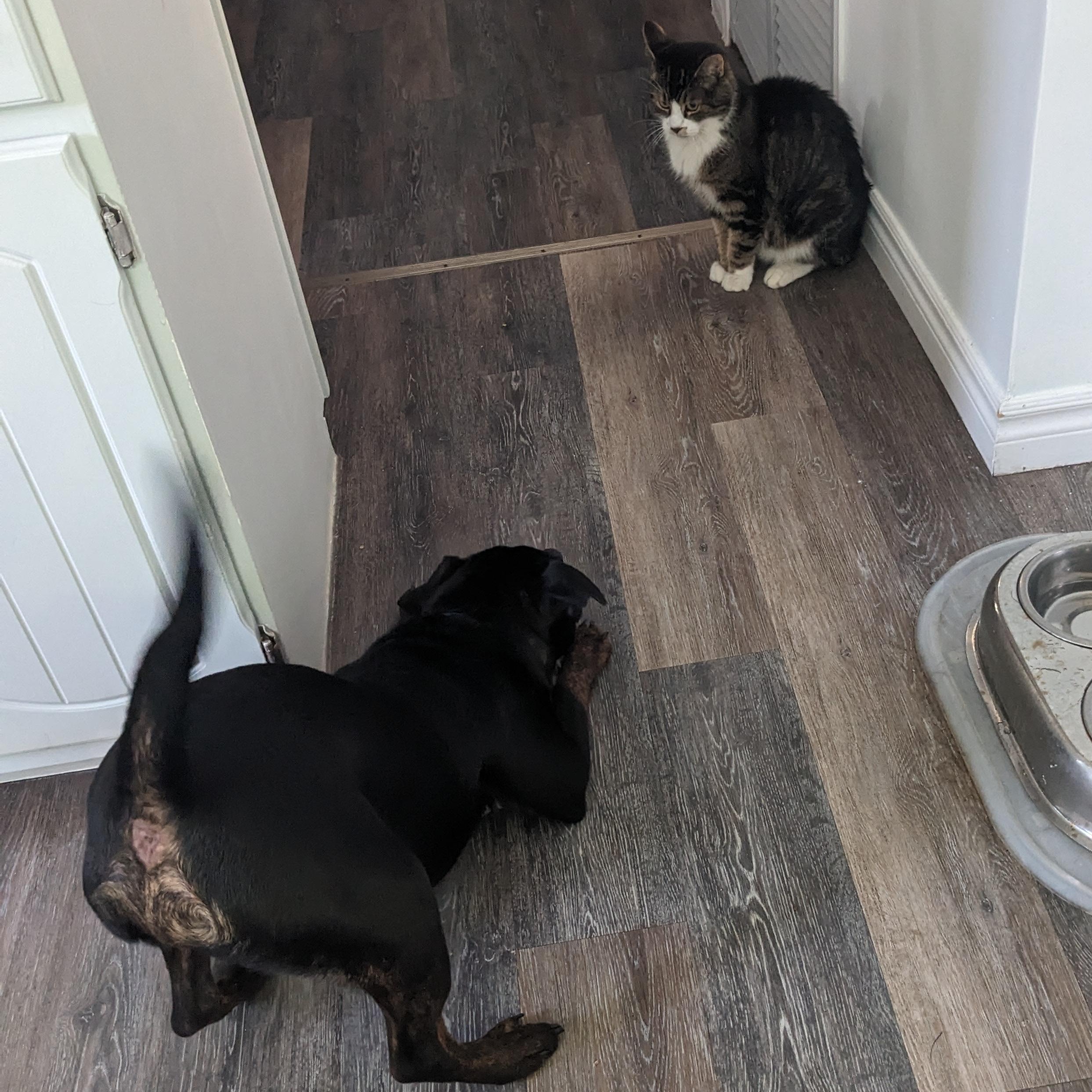 Enlarge Tuffy, a ADOPTABLE mixed breed in Chatham, ON image 4/6