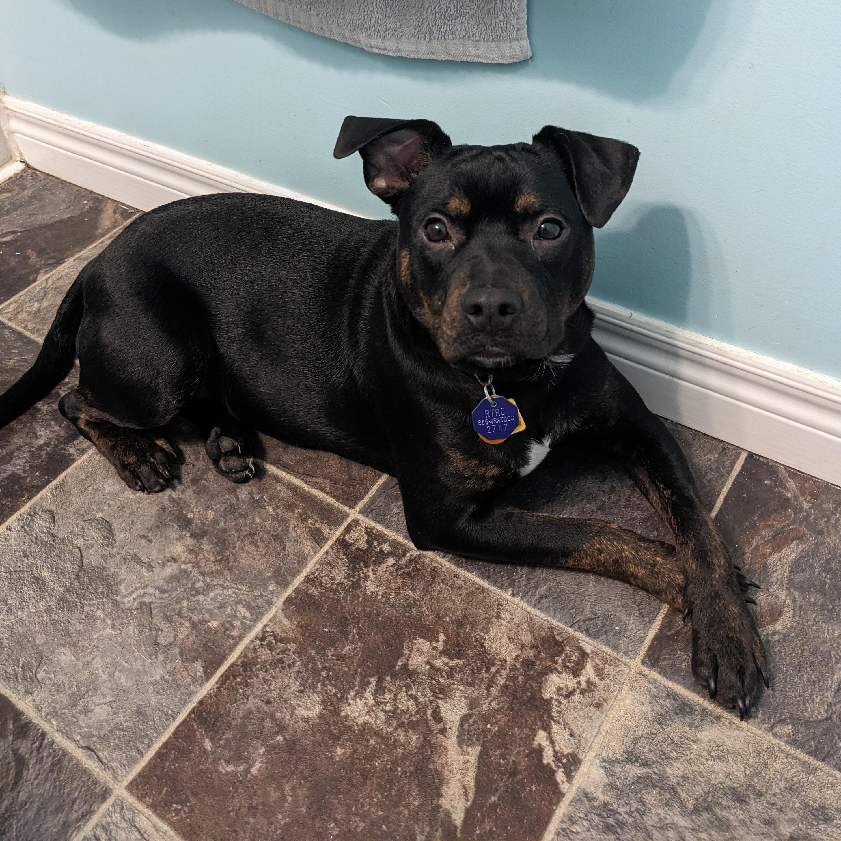 Tuffy, ADOPTABLE, Puppy Male Terrier.