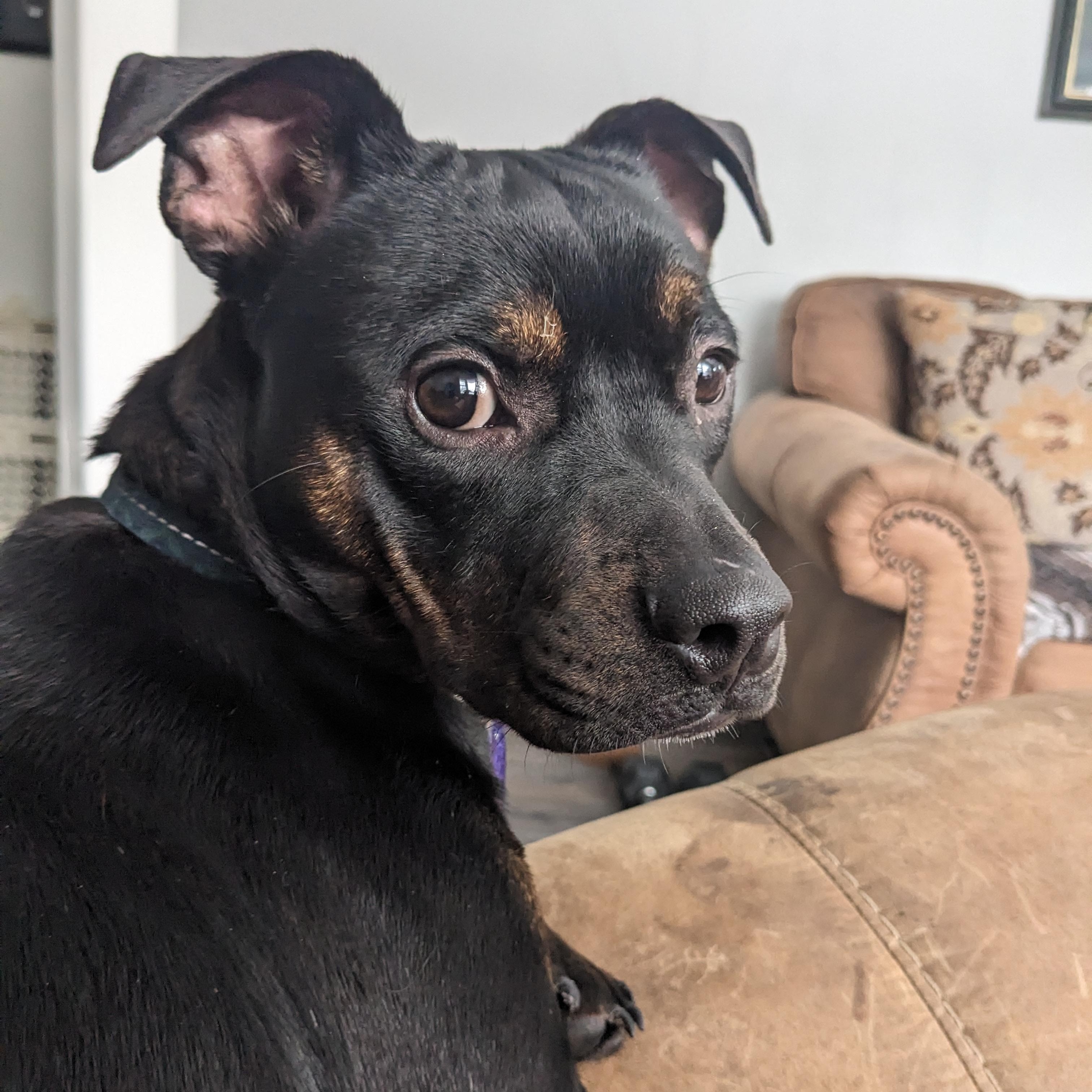 Enlarge Tuffy, a ADOPTABLE mixed breed in Chatham, ON image 3/6