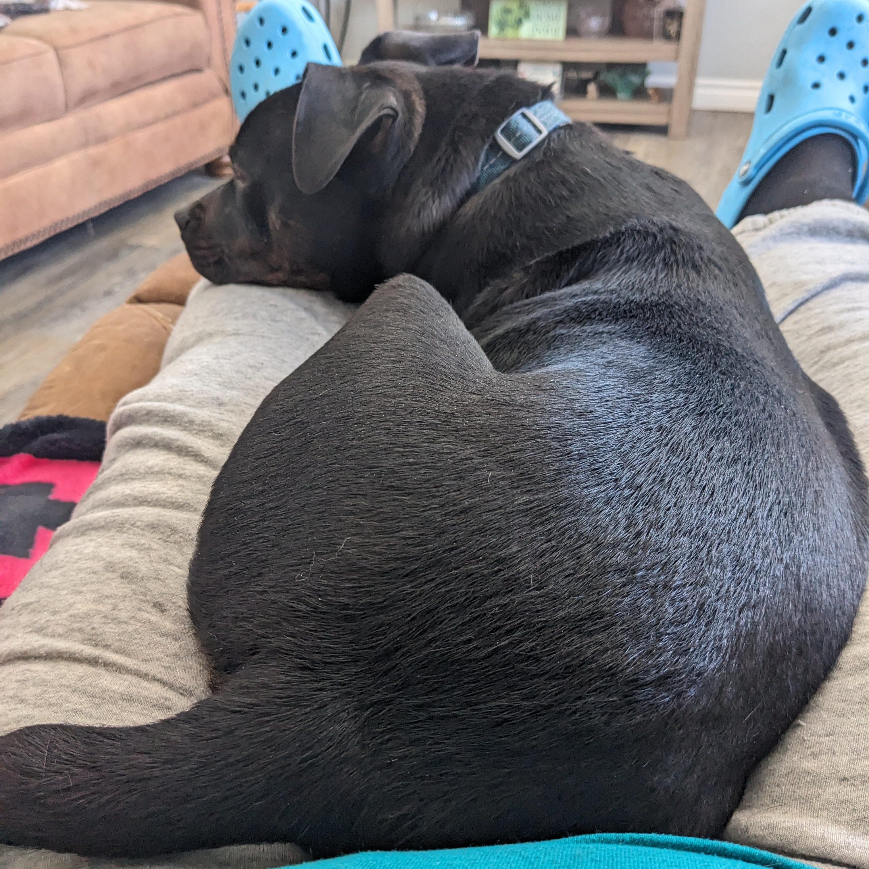 Enlarge Tuffy, a ADOPTABLE mixed breed in Chatham, ON image 5/6