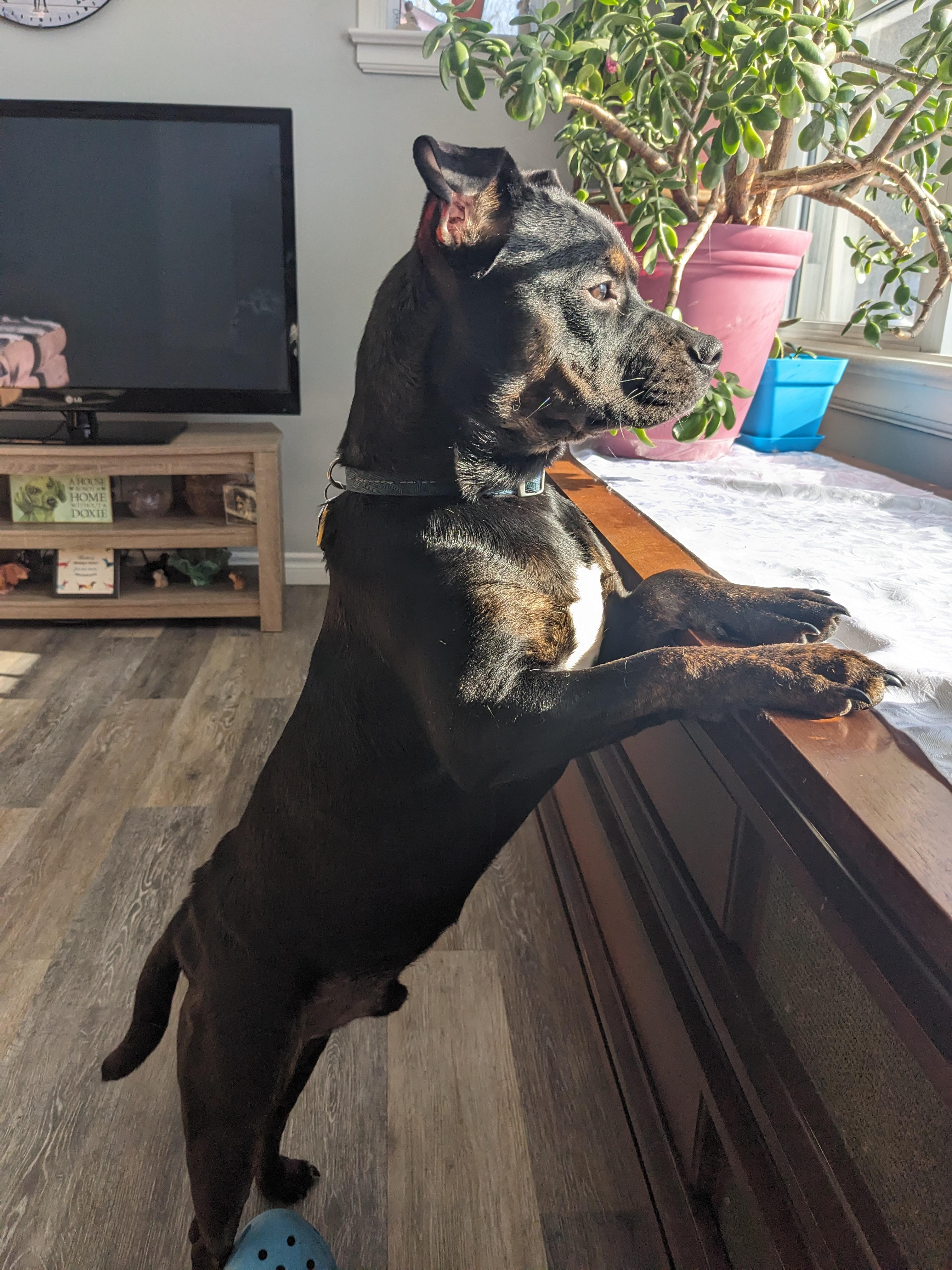 Enlarge Tuffy, a ADOPTABLE mixed breed in Chatham, ON image 2/6