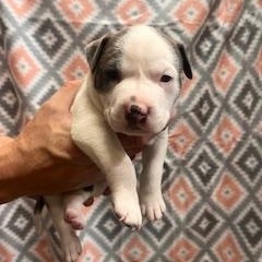 Penelope, an adopted mixed breed in Lodi, CA image 2/2