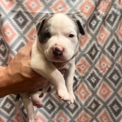 Penelope, an adopted mixed breed in Lodi, CA image 1/2