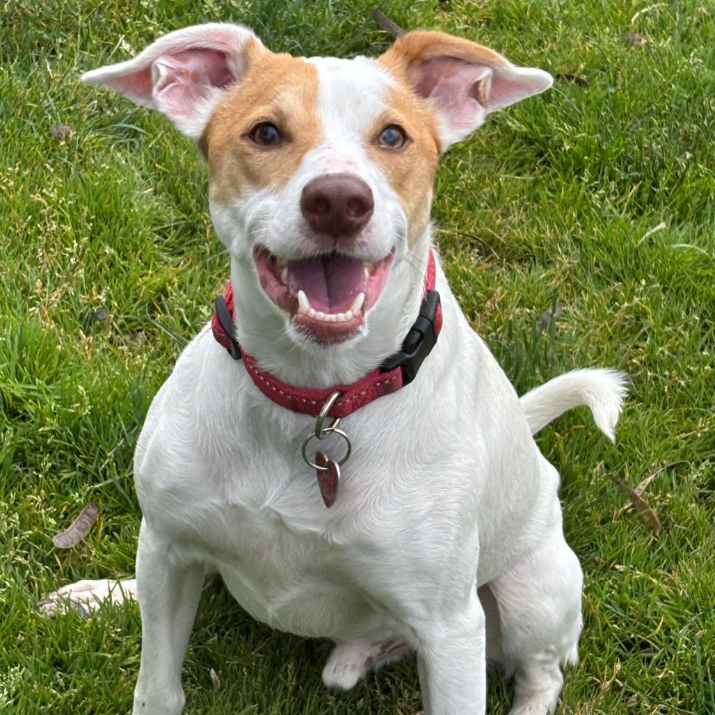 Springer, a Adoptable Mixed Breed in Medford, OR image 1/2