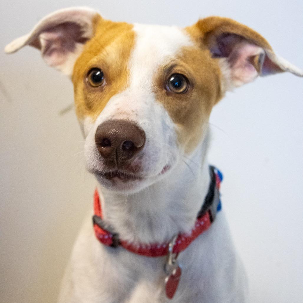 Springer, a Adoptable Mixed Breed in Medford, OR image 2/2