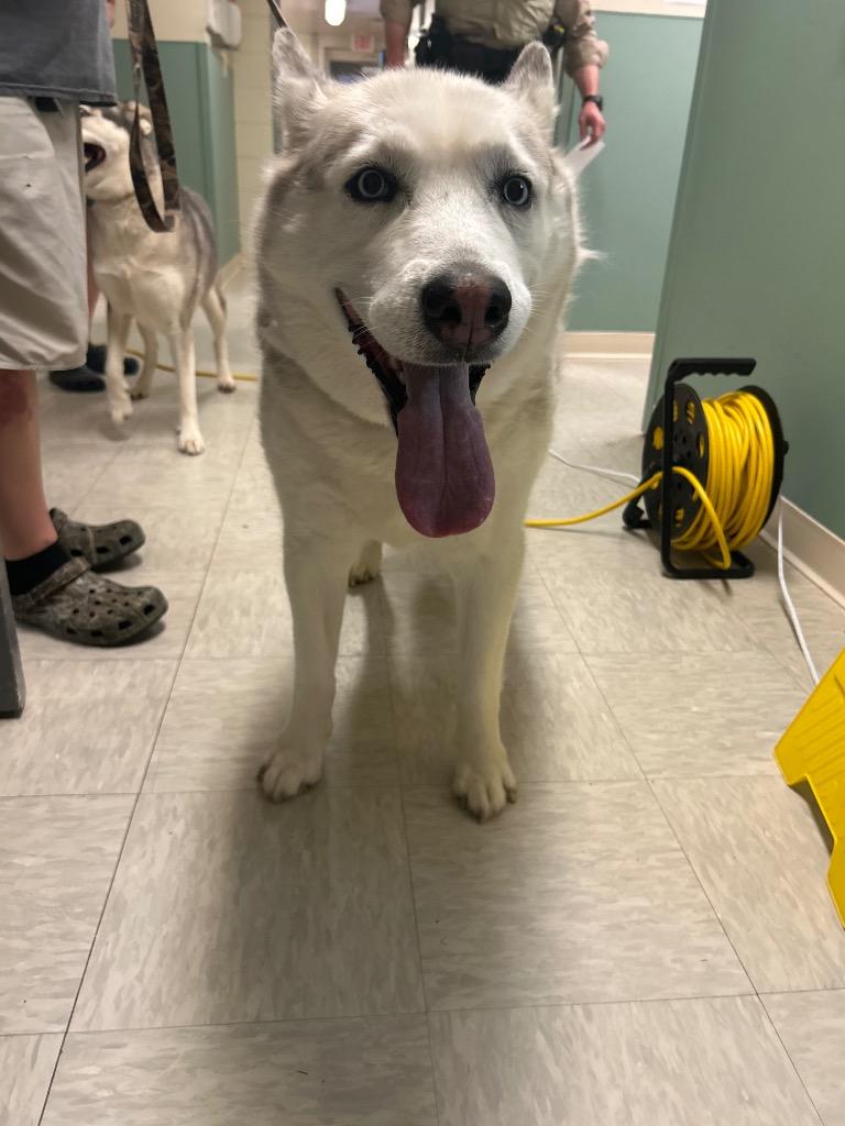 Shiloh, Adoptable, Adult Male Husky.