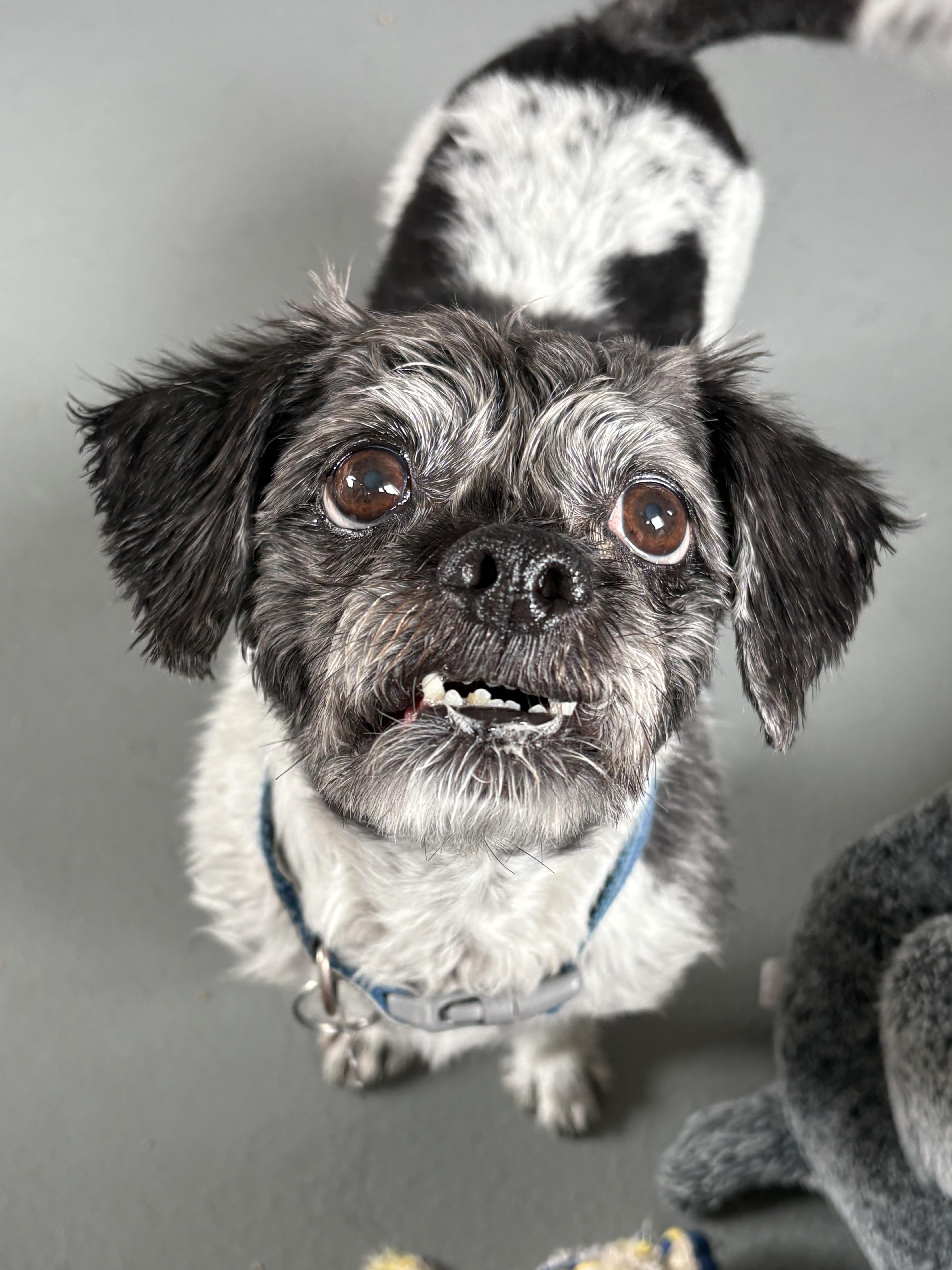 Enlarge Shaggy, an adopted Shih Tzu in Zimmerman, MN image 4/4