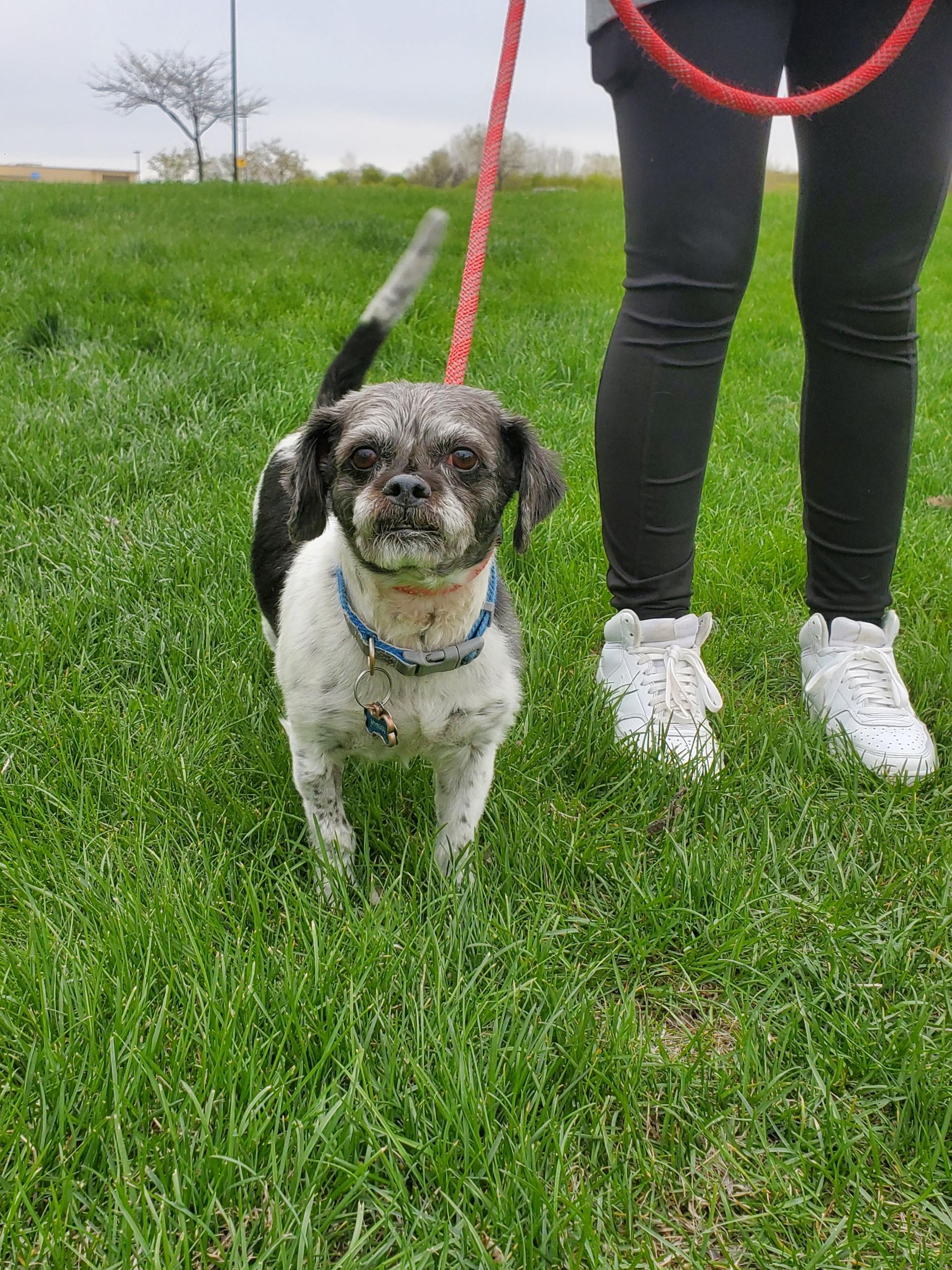 Enlarge Shaggy, an adopted Shih Tzu in Zimmerman, MN image 2/4