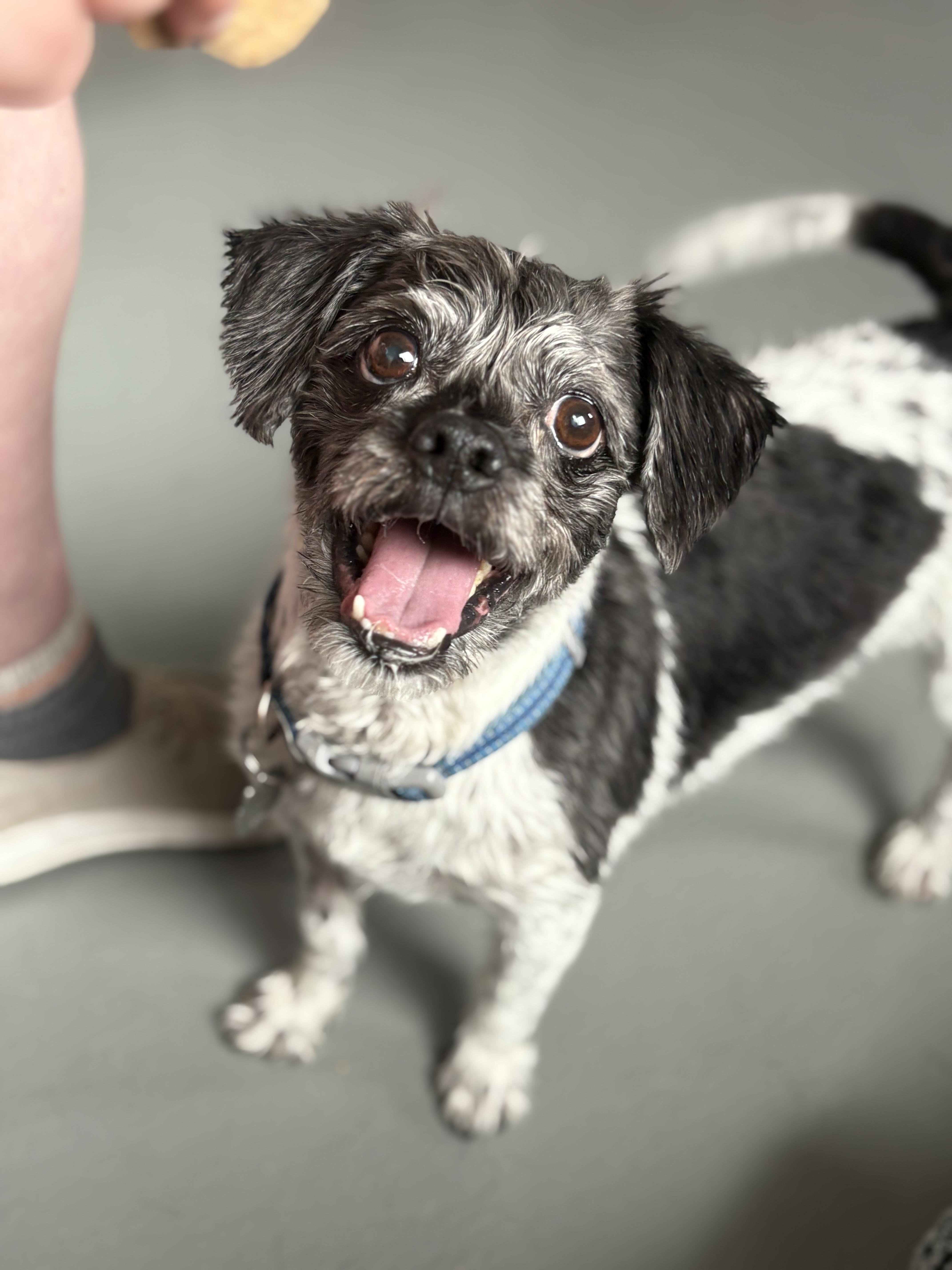 Shaggy, adopted, Senior Male Shih Tzu.