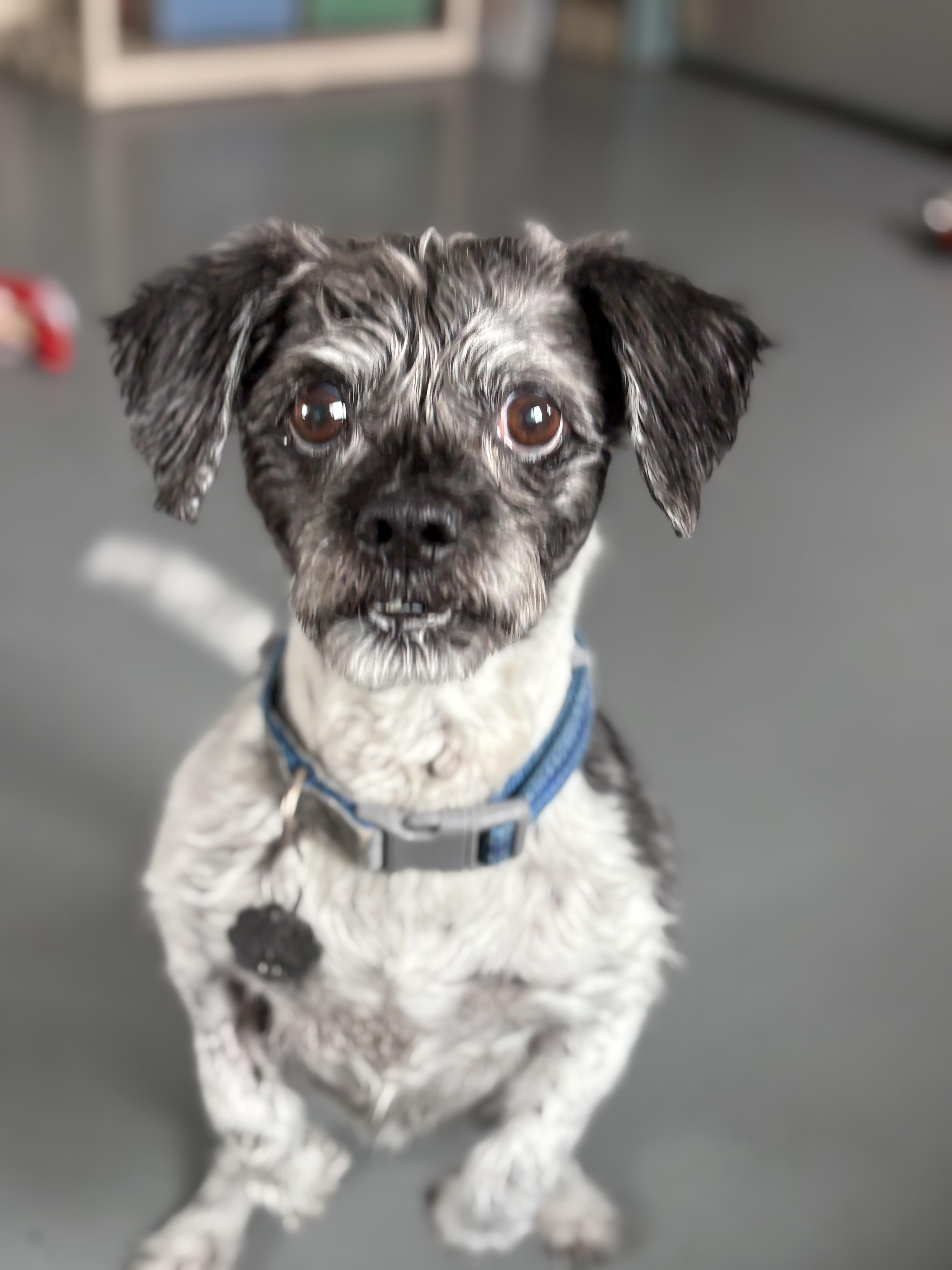 Enlarge Shaggy, an adopted Shih Tzu in Zimmerman, MN image 3/4