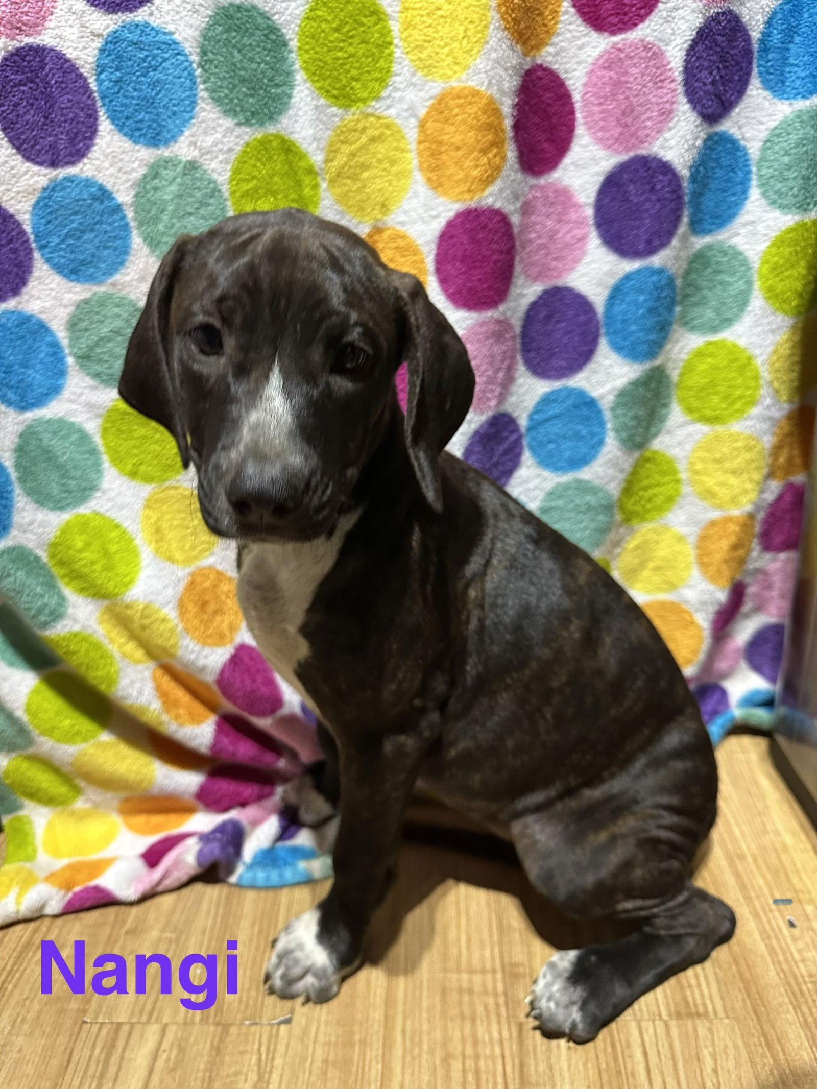 Nangi, Adoptable, Young Female Hound & Labrador Retriever.