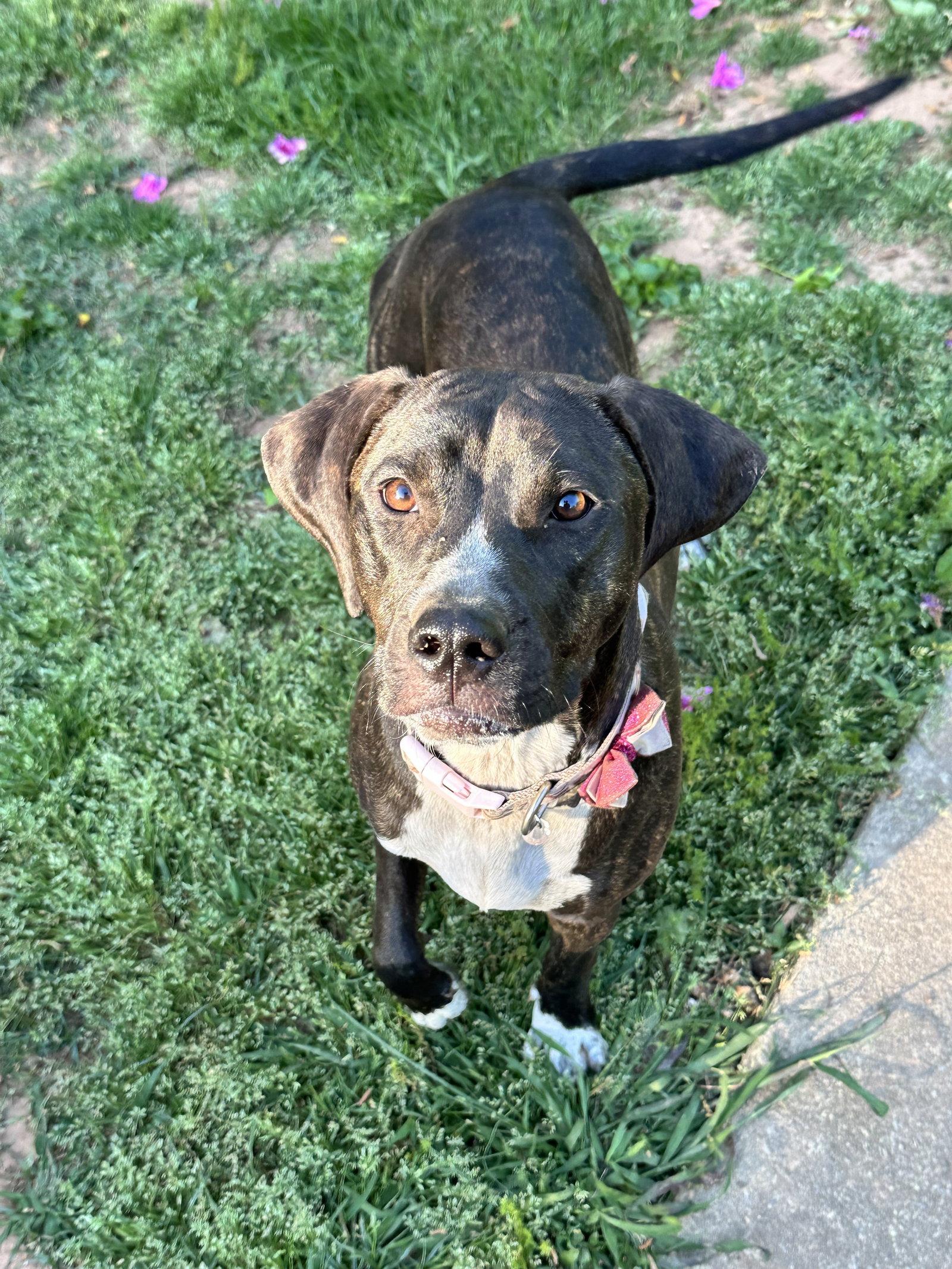 Enlarge Nangi/Princess, a Adoptable mixed breed in Ball Ground, GA image 2/3