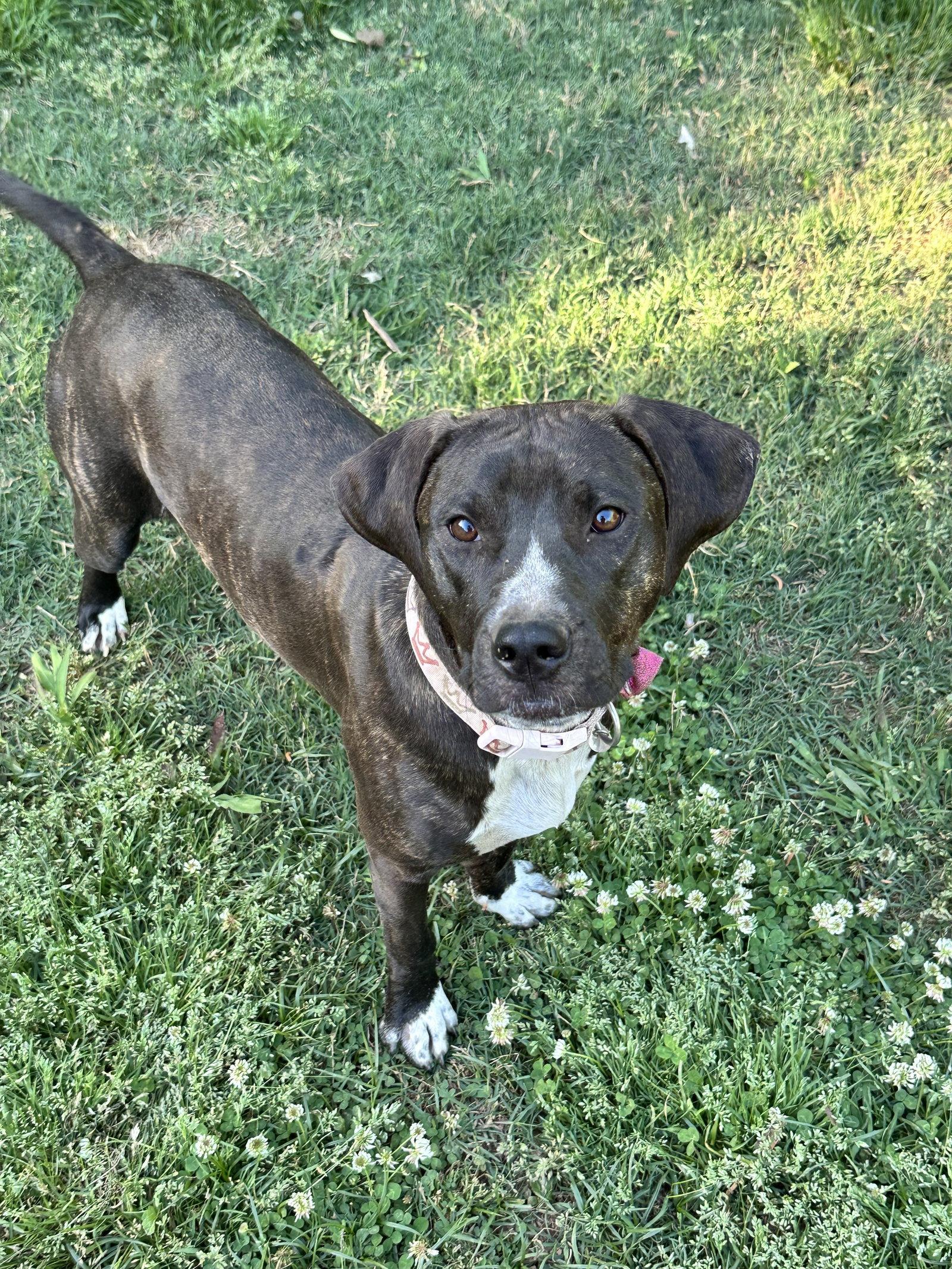 Enlarge Nangi/Princess, a Adoptable mixed breed in Ball Ground, GA image 3/3