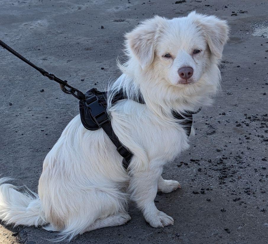 Enlarge Snowball, a ADOPTABLE mixed breed in East Hartford, CT image 1/5