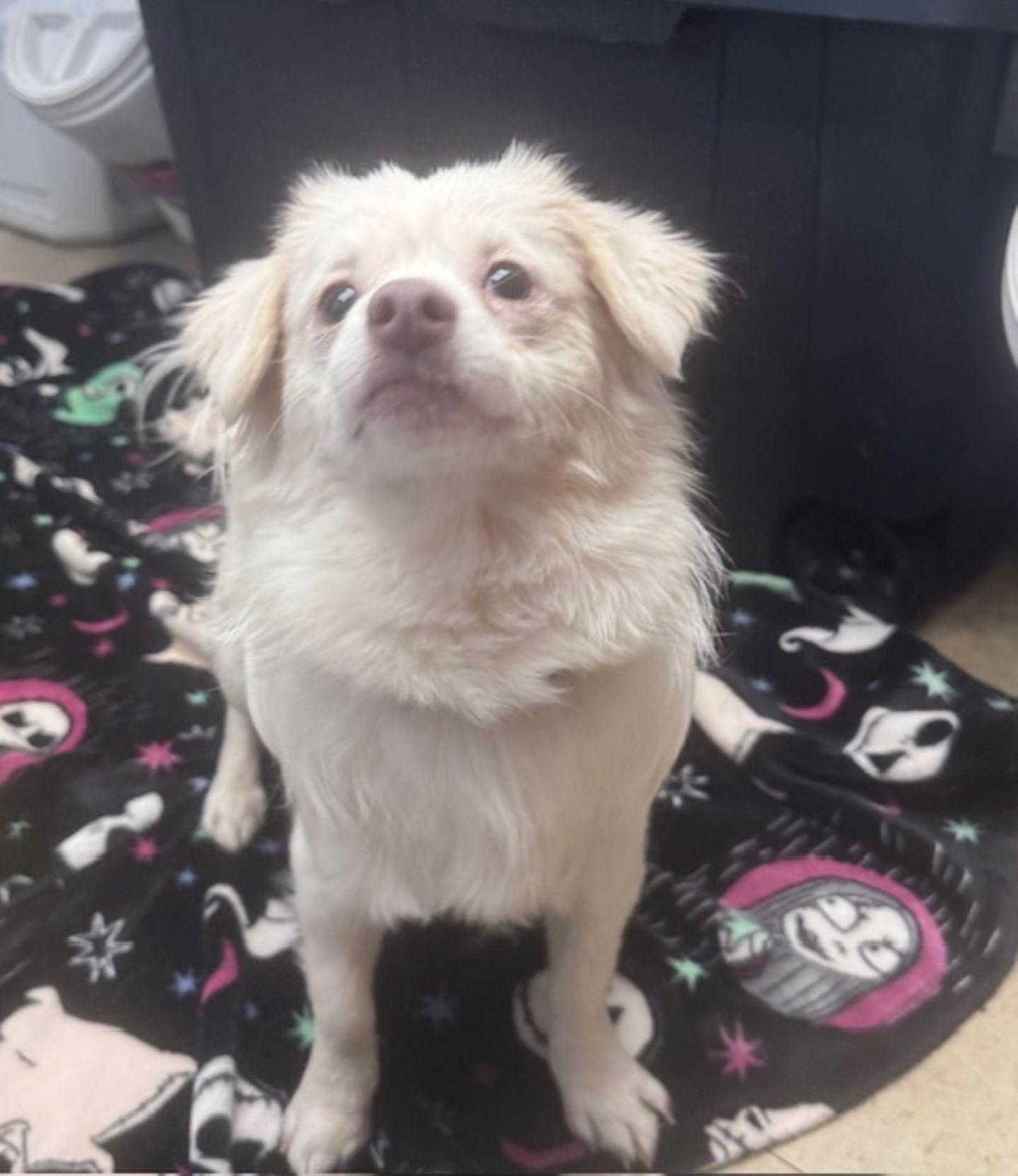 Enlarge Snowball, a ADOPTABLE mixed breed in East Hartford, CT image 4/5