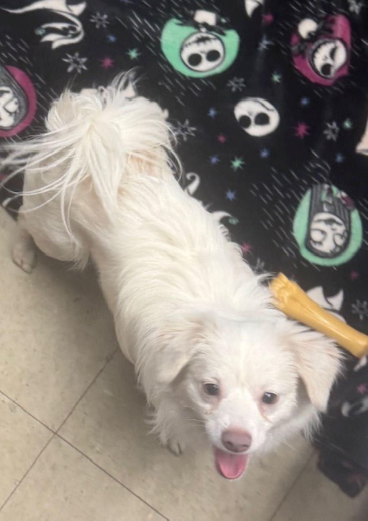 Enlarge Snowball, a ADOPTABLE mixed breed in East Hartford, CT image 3/5