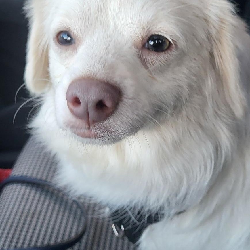 Enlarge Snowball, a ADOPTABLE mixed breed in East Hartford, CT image 2/5