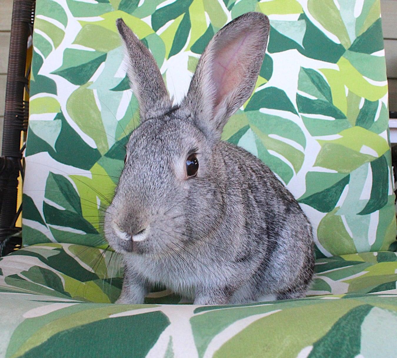Enlarge Cassie, a ADOPTABLE American in Hillside, NJ image 3/3