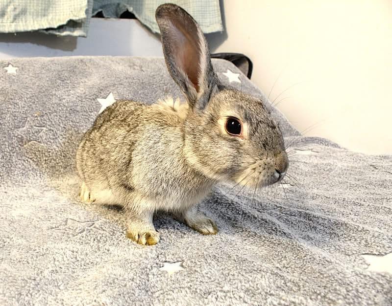 Enlarge Cassie, a ADOPTABLE American in Hillside, NJ image 2/2