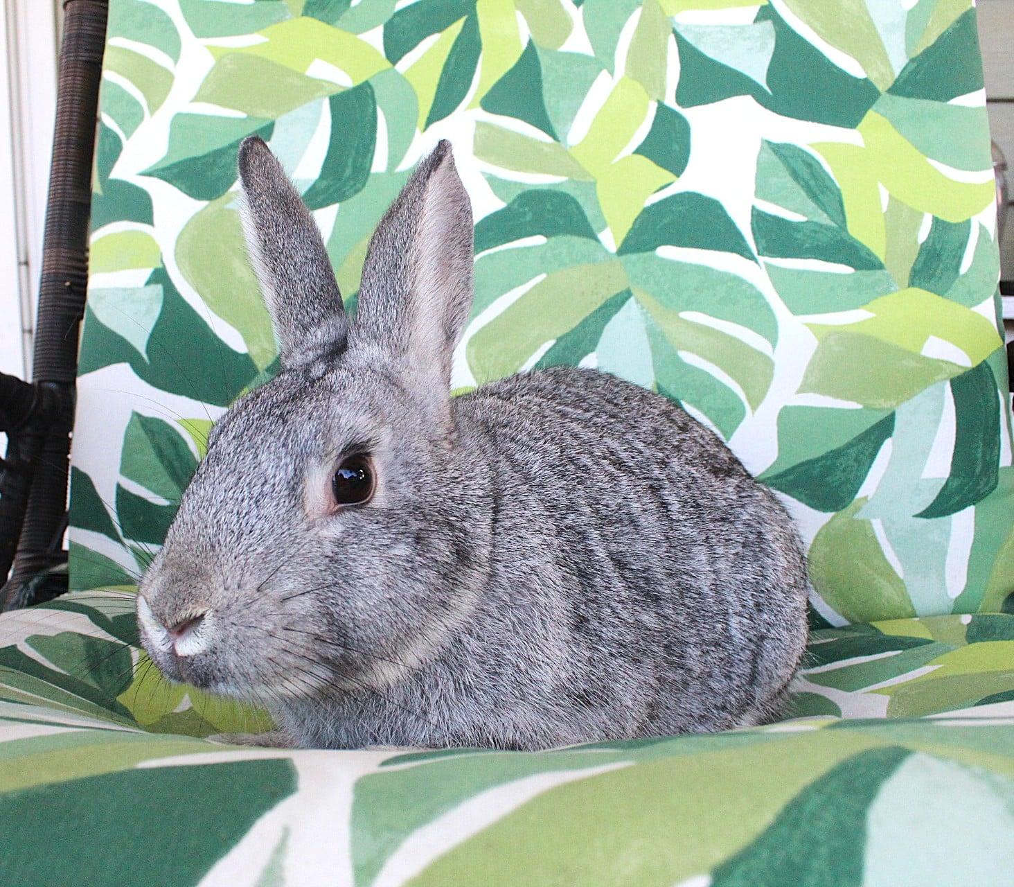 Cassie, ADOPTABLE, Young Female American.
