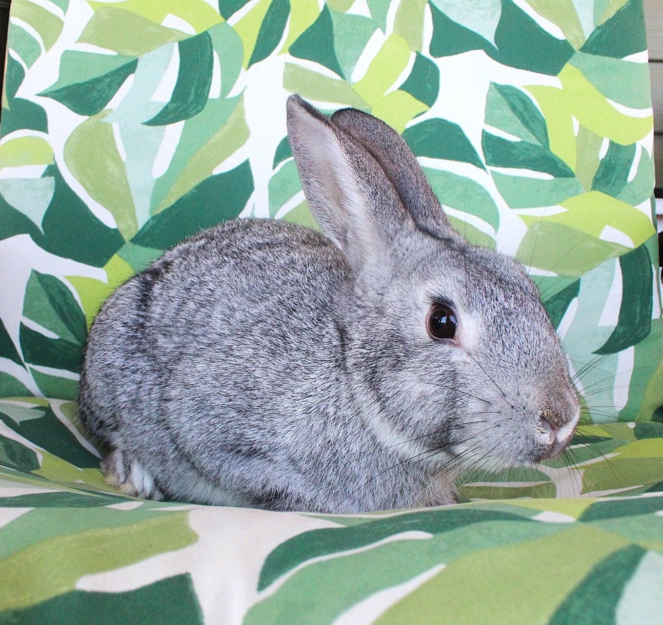Enlarge Cassie, a ADOPTABLE American in Hillside, NJ image 2/3