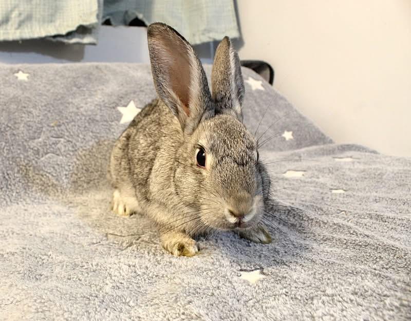 Cassie, ADOPTABLE, Young Female American.